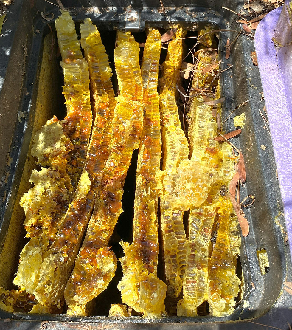 Honey and pollen in a beehive