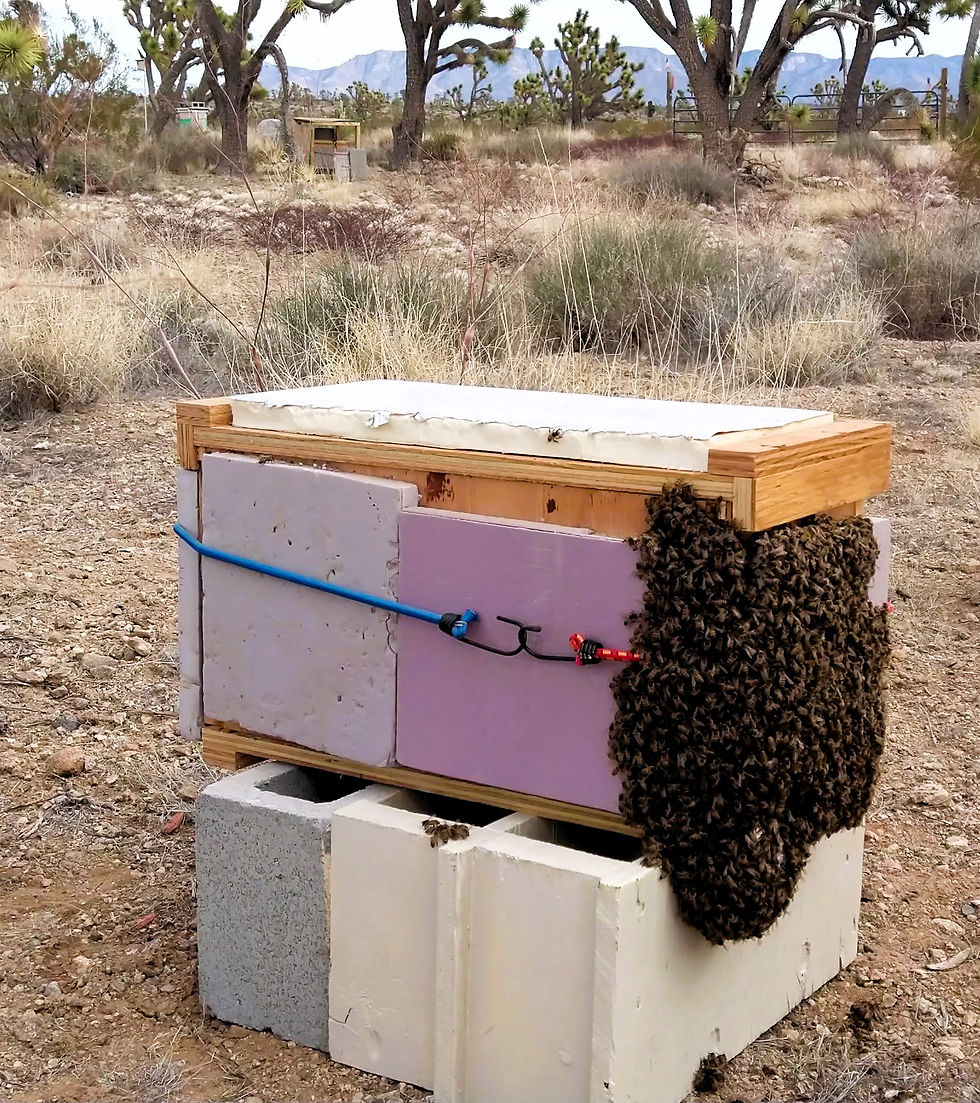 Bees are allowed to swarm when they want