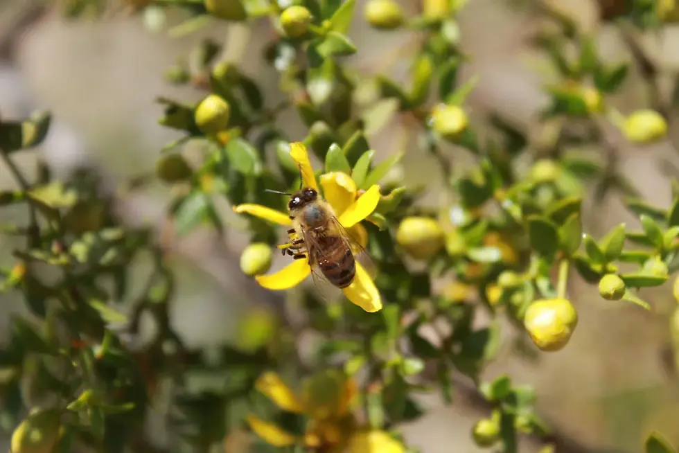 Honeybee working hard on the creosote flower