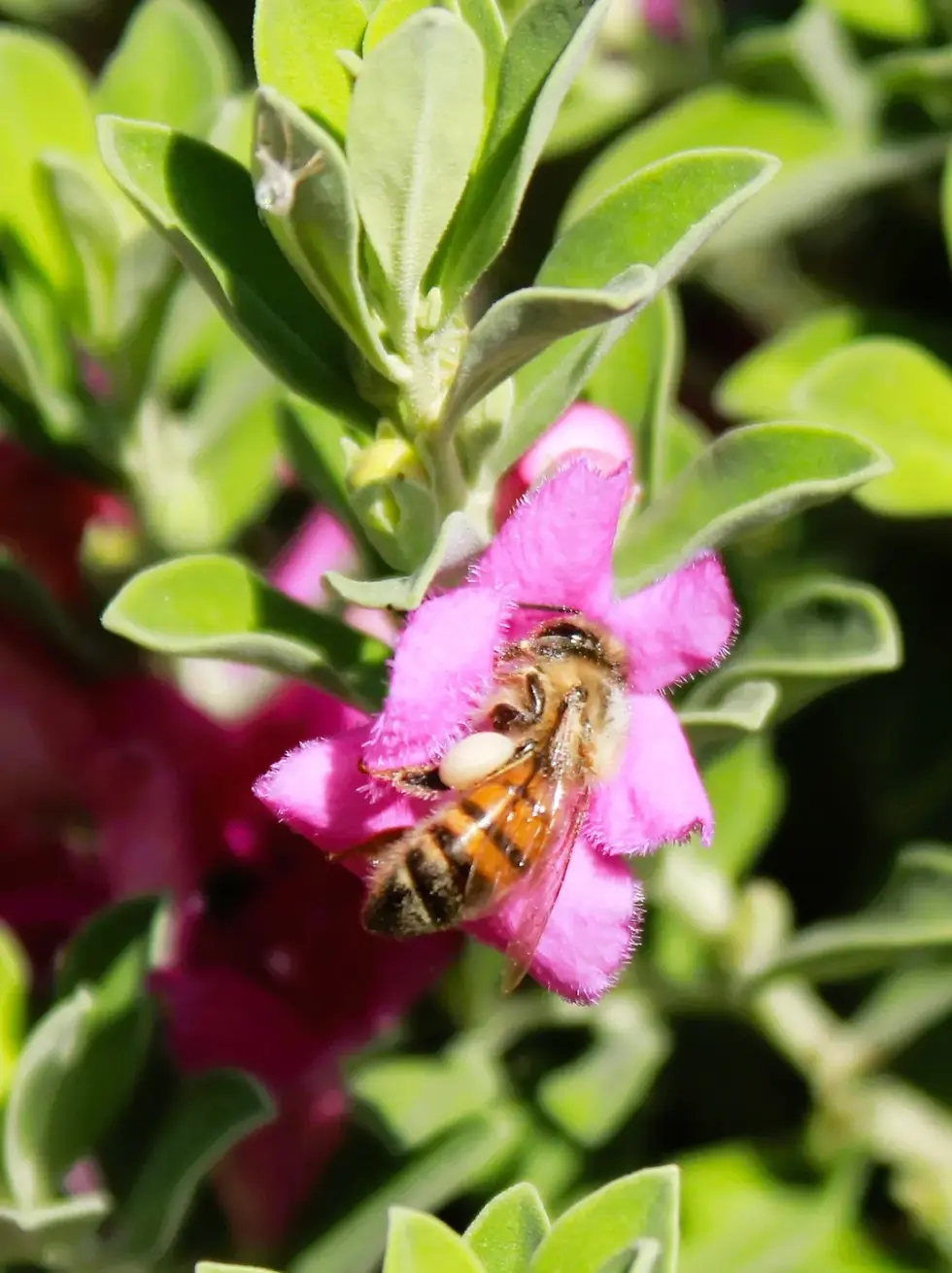 Honeybee on Texas Sage getting pollen and nectar