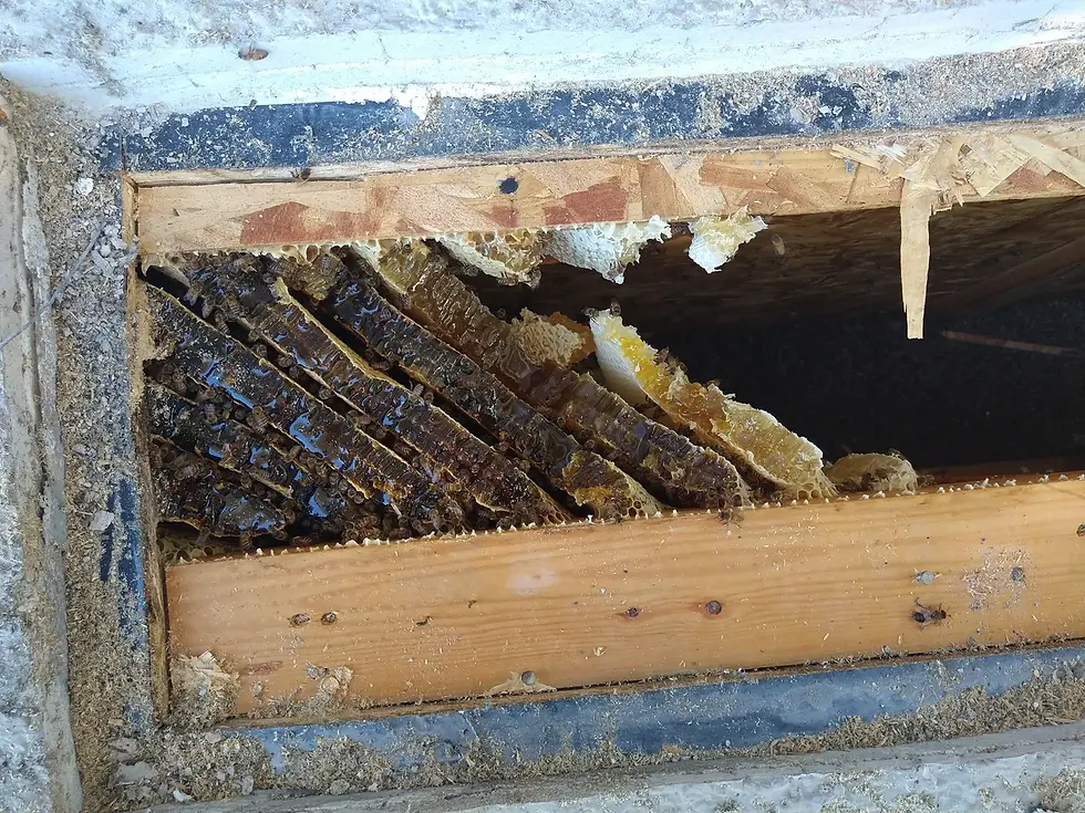 Now that is a lot of honey!