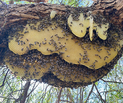 Beehive on African Sumac Tree