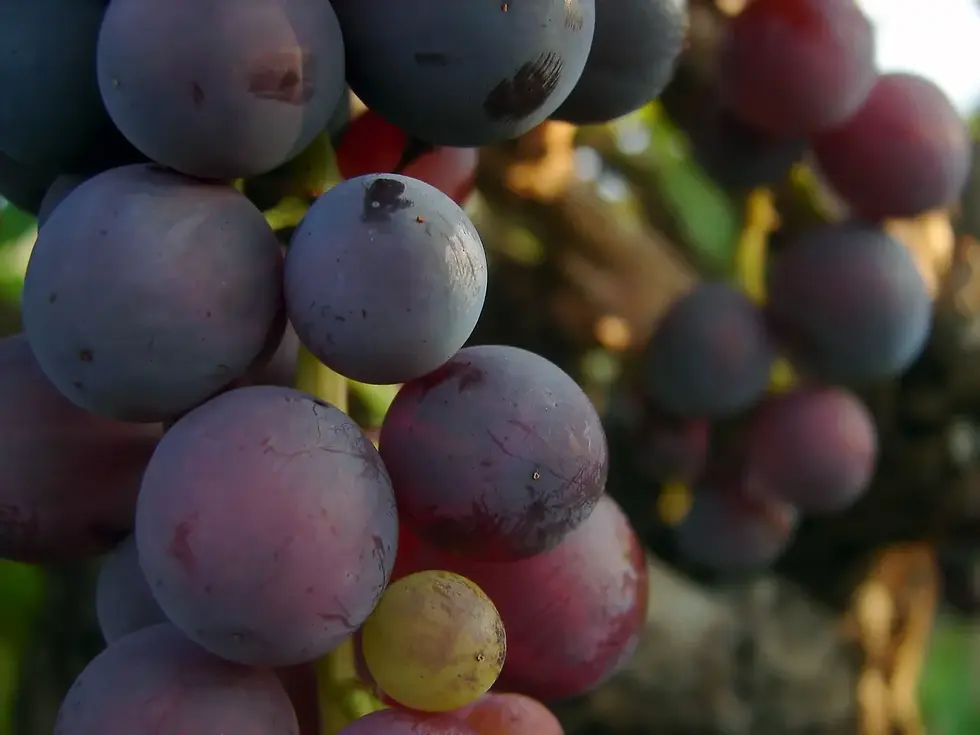 Grapes and blueberries are top notch food sources for bees