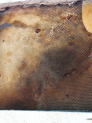 Bees in Your Roof? Here’s What’s Really Going On