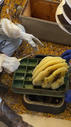 How Honey Bee Swarms Choose a New Home (And Why Your BBQ Grill Could Be "The One")