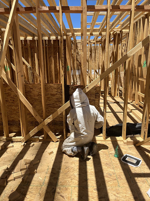 Pete inspecting a bee swarm in new home framing