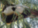Open air beehive on a tree in Henderson, Nevada