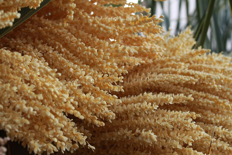 Close-up of pale yellow date palm blossoms