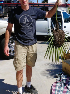 Why Dave from LVBEES is Our Favorite Bee Removal Expert!