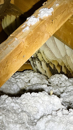 Do Bees Reuse Old Hives in Walls in Las Vegas? Yes, They Sure Do.