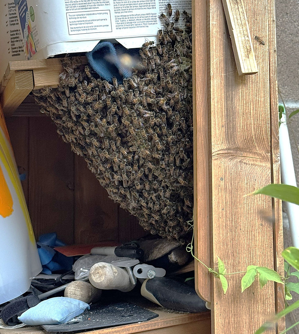 Bee removal day for this beehive in a shed