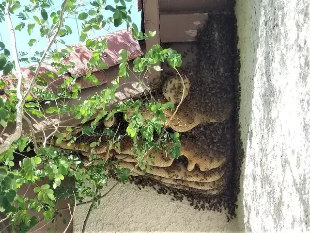 Large outdoor beehive in Las Vegas