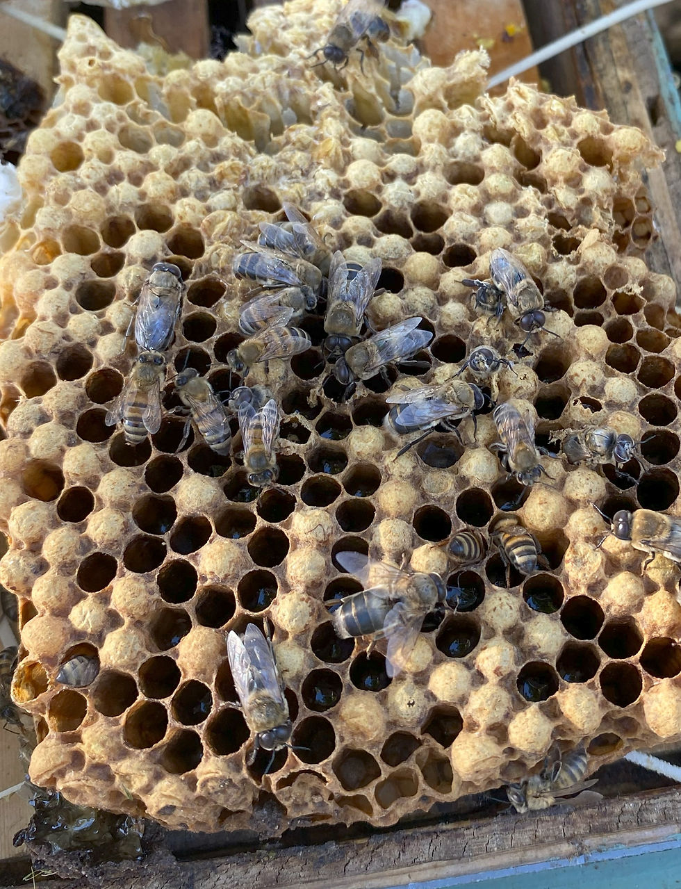 Do Bees Have Brains? Facts About Honey Bee Intelligence, Memory, and Navigation
