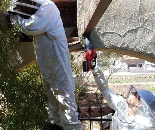 Cleaning up the beehive area