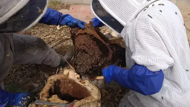 Removing a beehive in a tree stump