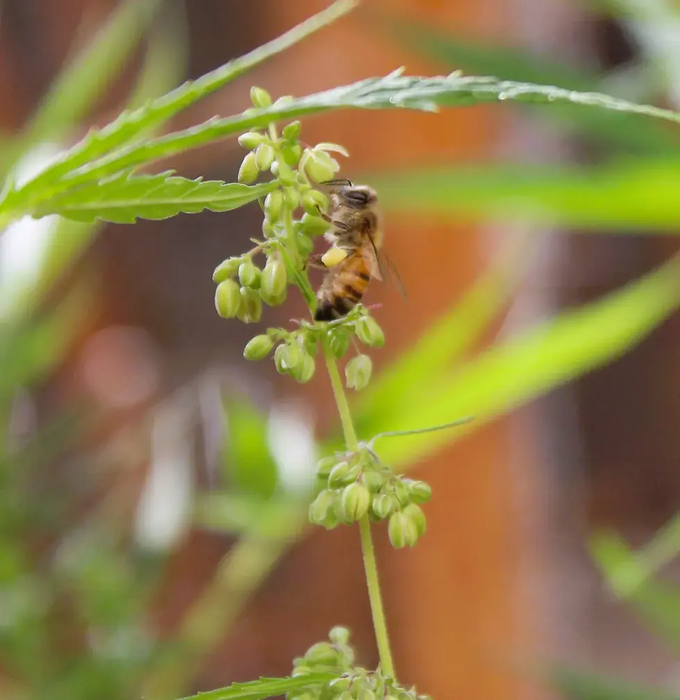 Bees collect cannabis pollen