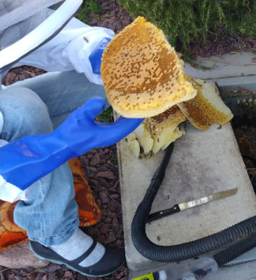 Betsy looking at a honeycomb of baby bees