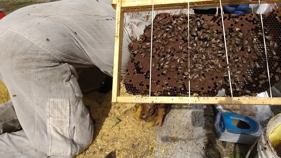 When removing bees, you need to include all their honeycombs