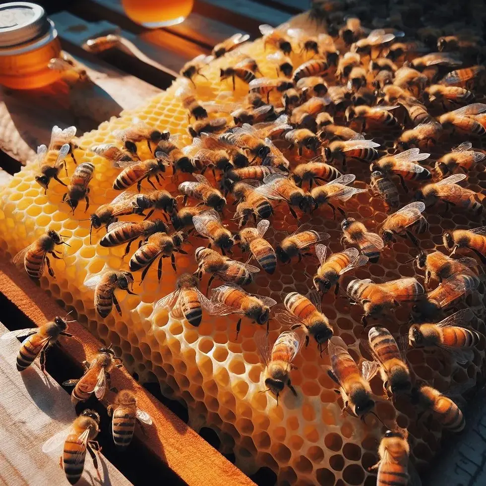 Bees need space in their hives when making honeycombs