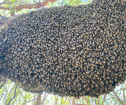 Beehive on African Sumac Branch