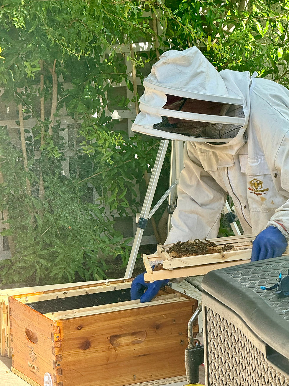 Putting your hives on ant stands can help tremendously