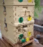 This beehive became a powerhouse and started to turn angry with us.