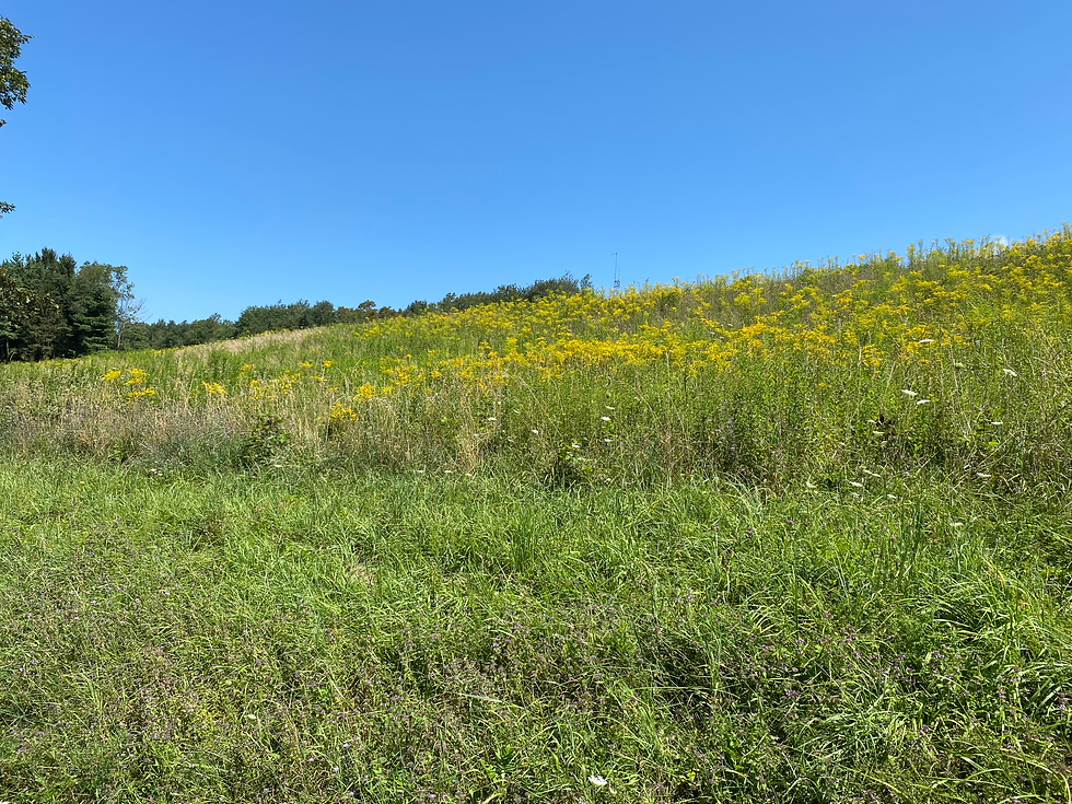What Would August in Maryland Be Without Goldenrod?