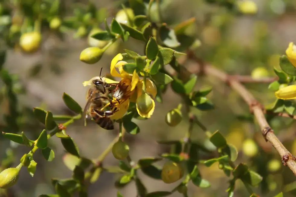 Honeybee collecting pollen and nectar