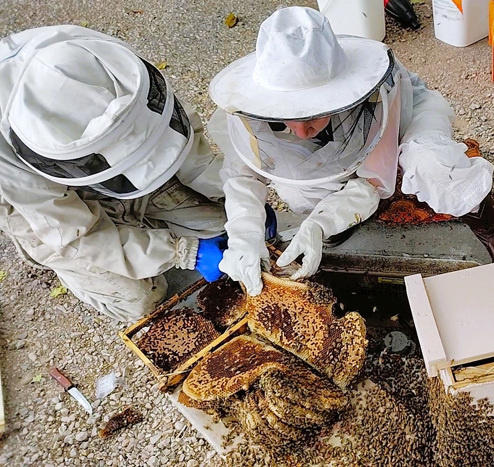 Boulder City bee removal with Vegas Bees in 2026