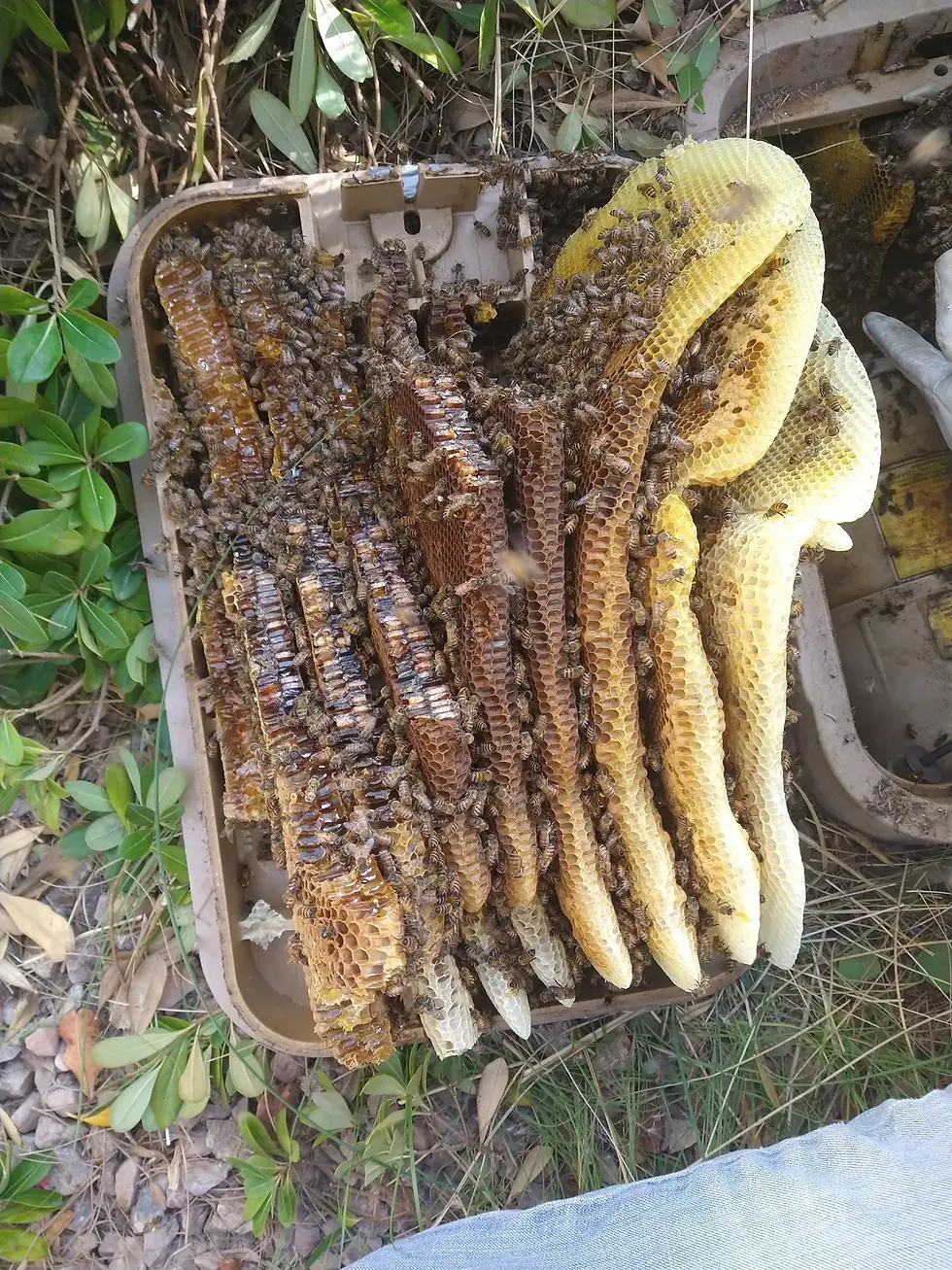 Look how they space the combs in the wild