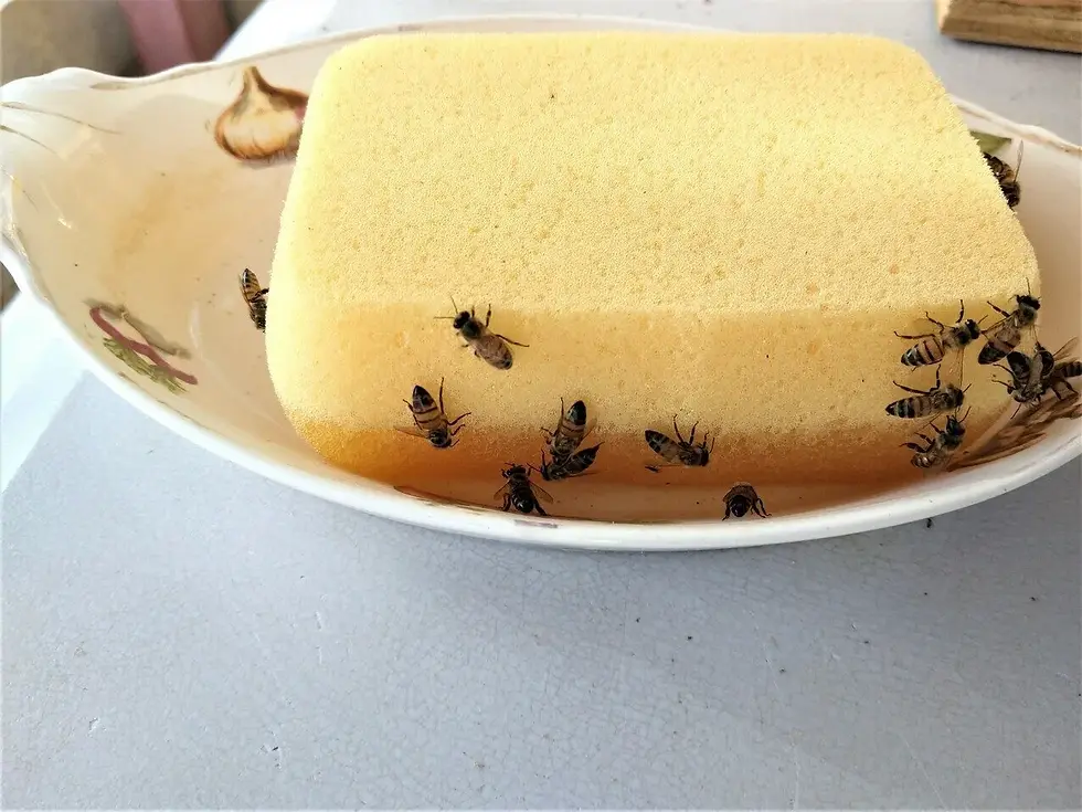 A sponge in a water dish is a good watering station for the bees