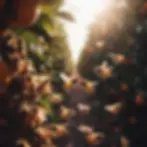 The bees providing pollination service to Florida's orange groves