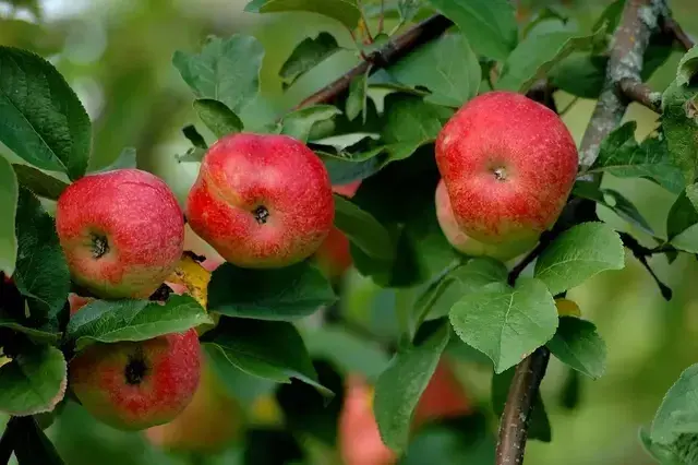 Apple trees covered in pollinating honeybees is a beautiful sight