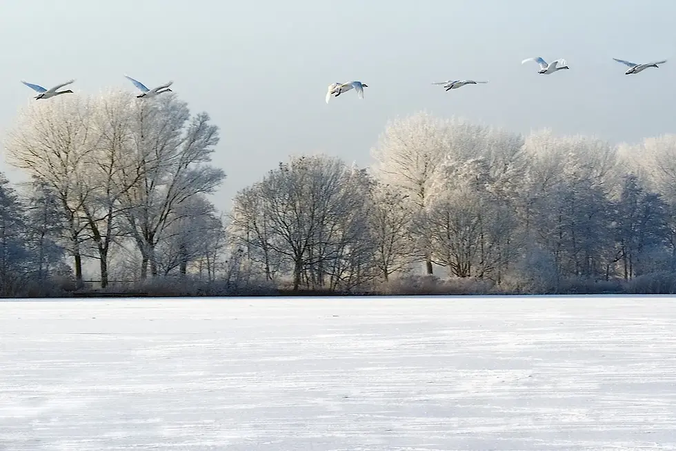 The Magic of the Birds and the Bees