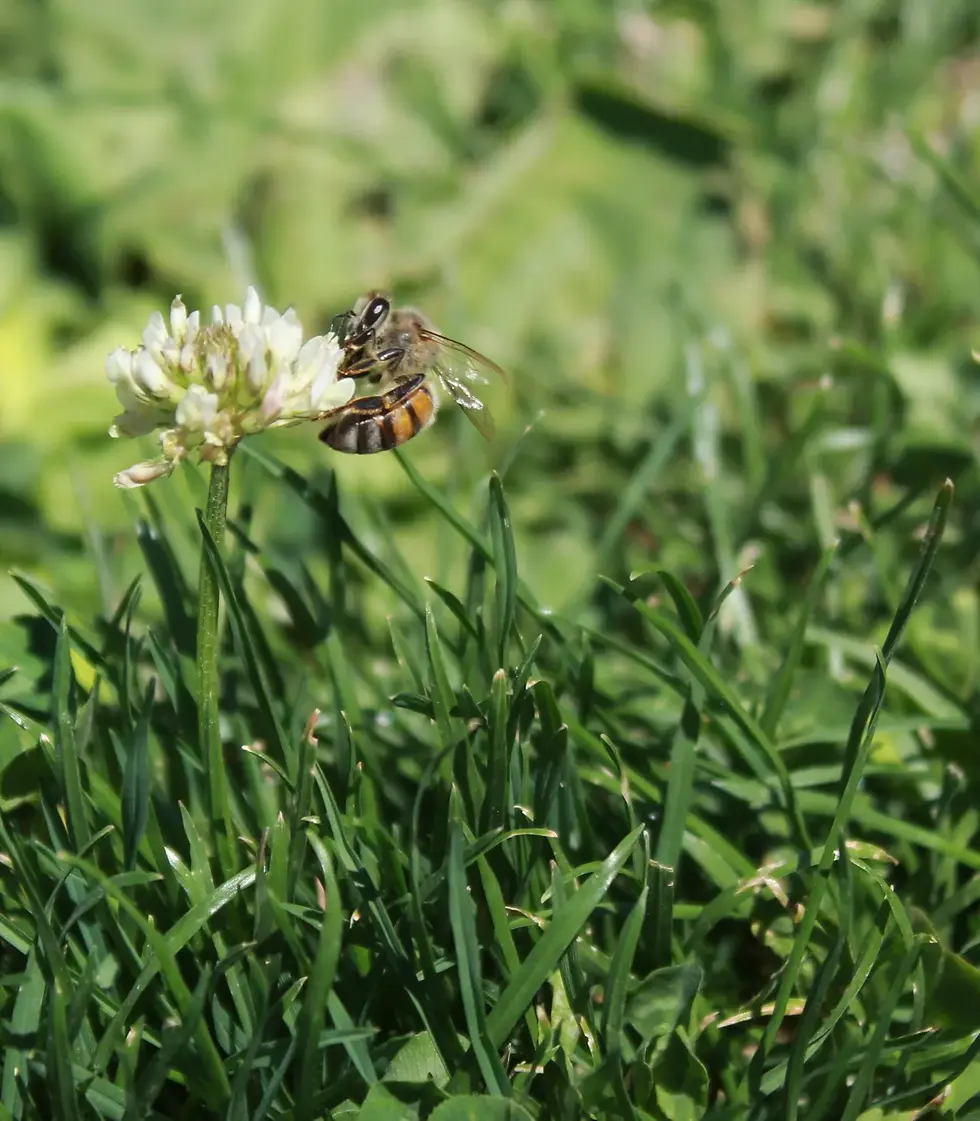 Bees need to cover lots of ground to get all the nectar and pollen