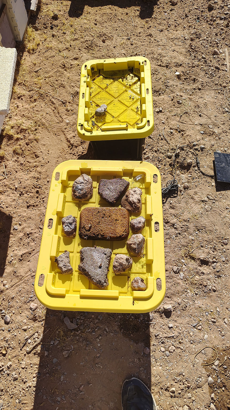 Bee watering station