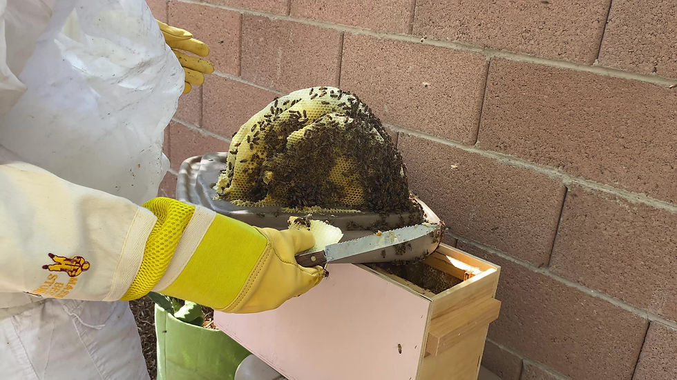 Betsy removing a beehive in Las Vegas