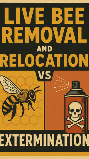 Why We Don’t Kill Wasps at Vegas Bees.