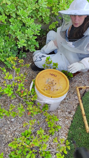 Effective and Safe Bee Removal in Boulder City