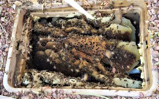 Honeybees swarming inside a irrigation box