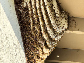 What to Do If You Find a Beehive on Your Property