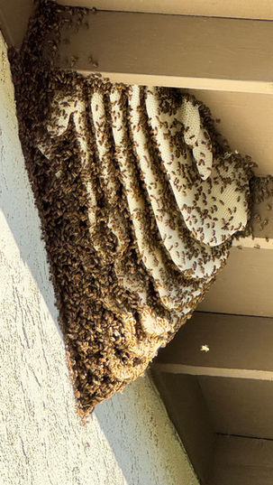 What to Do If You Find a Beehive on Your Property