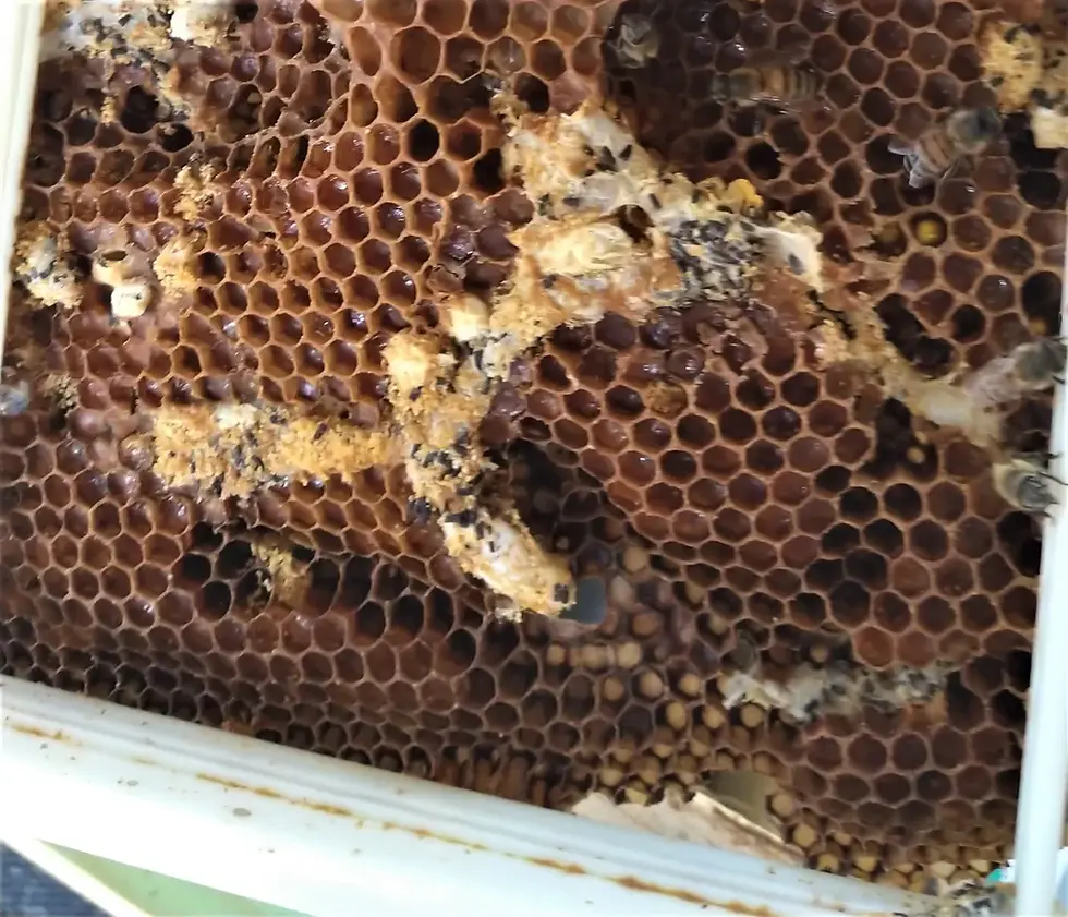 Wax moths have damaged this honeycomb badly