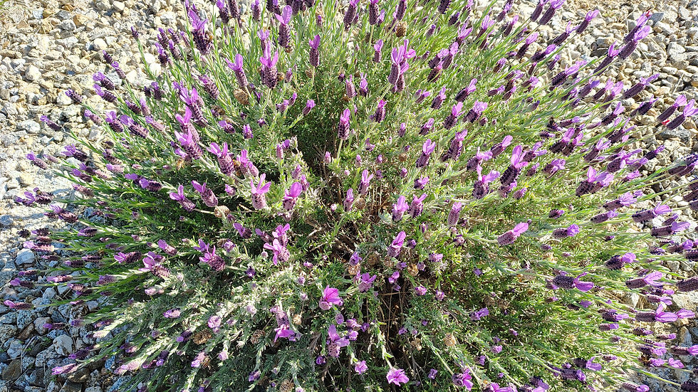 Our favorite is Spanish Lavender in the desert