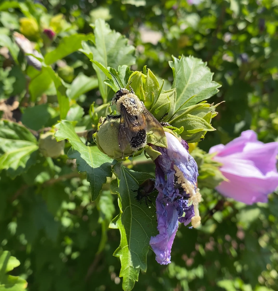 The Nectar and Pollen Were Flowing When We Went to Maryland