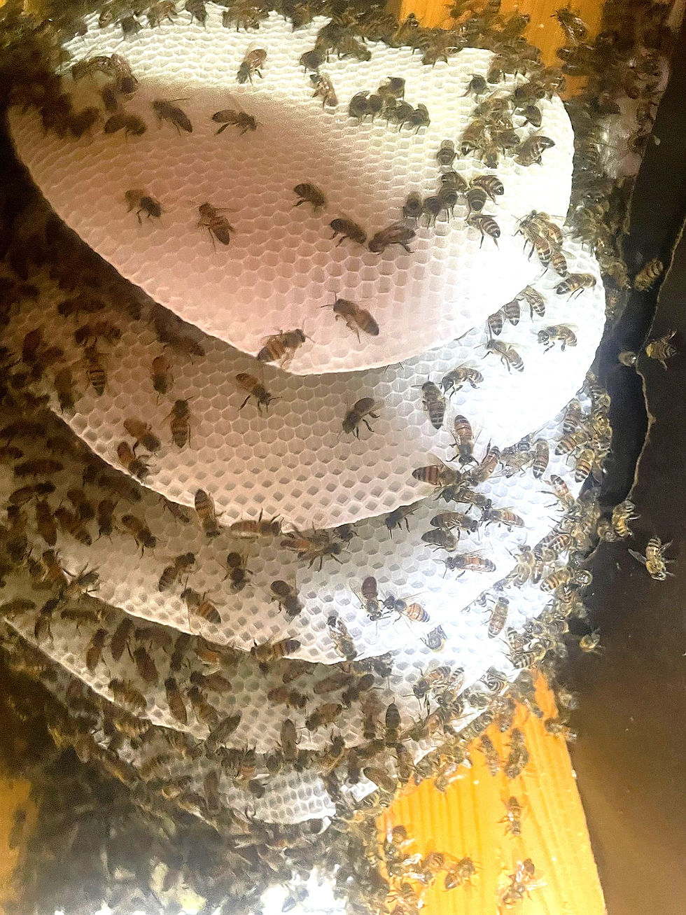 Beautiful new beehive in a garage wall in Las Vegas