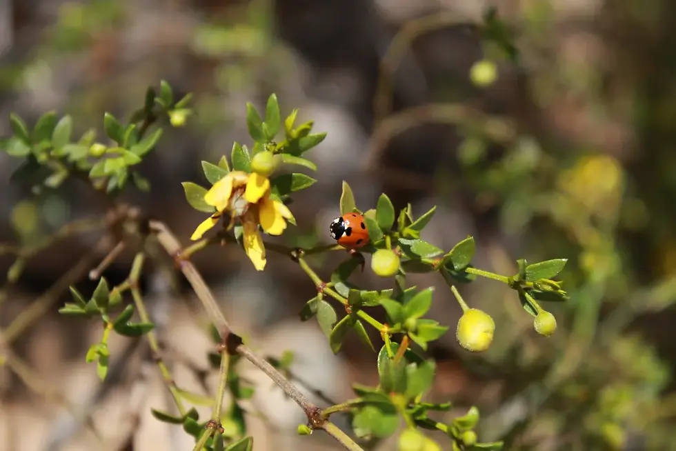 Ladybug on a creosote plant