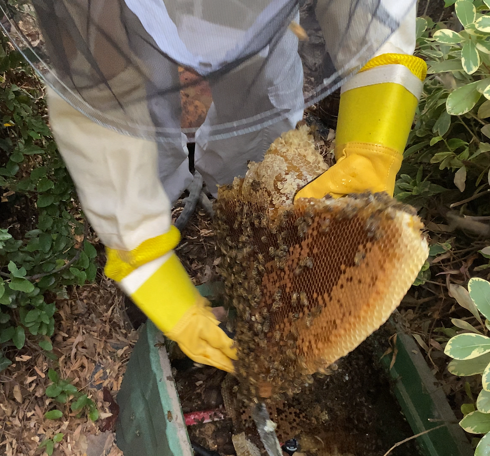 Honeycomb with fresh honey