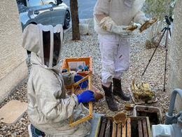 Can I Stay in My House During a Bee Removal?