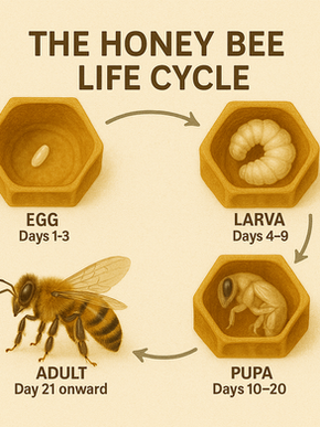 The Bee Life Cycle and Growing Up Inside the Hive.